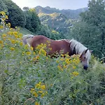 Appartement Il Castagno - Free Parking & Free Wi-fi Vista Montagna Boves